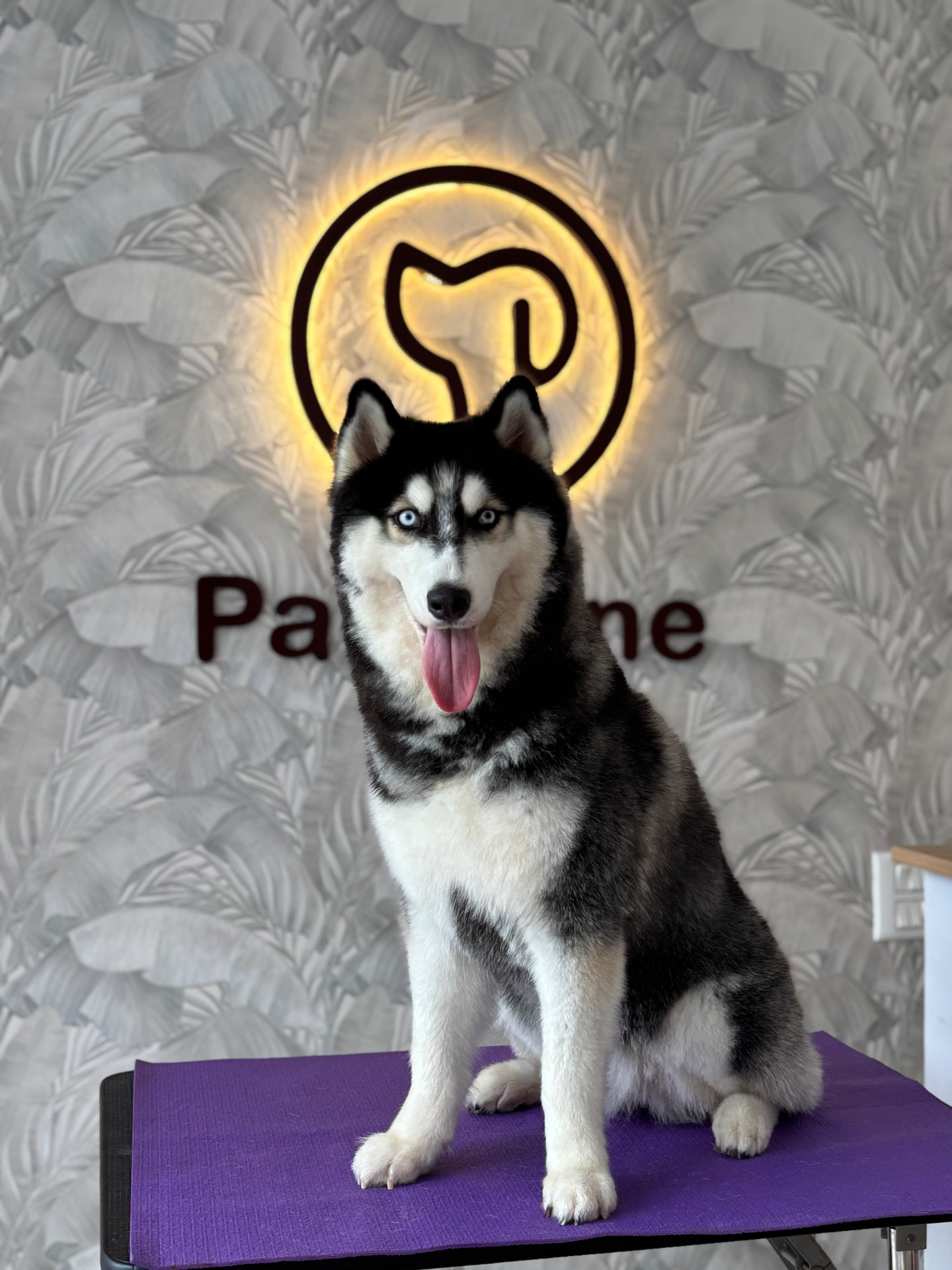 Black and white husky sitting at Pawshine beneath the shop sign