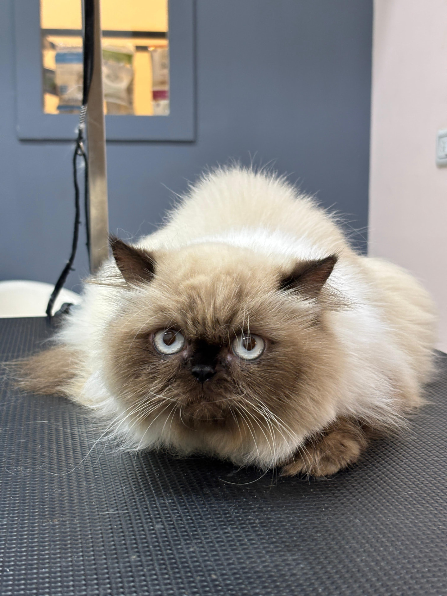 Blue-eyed Persian cat resting on the Pawshine grooming table