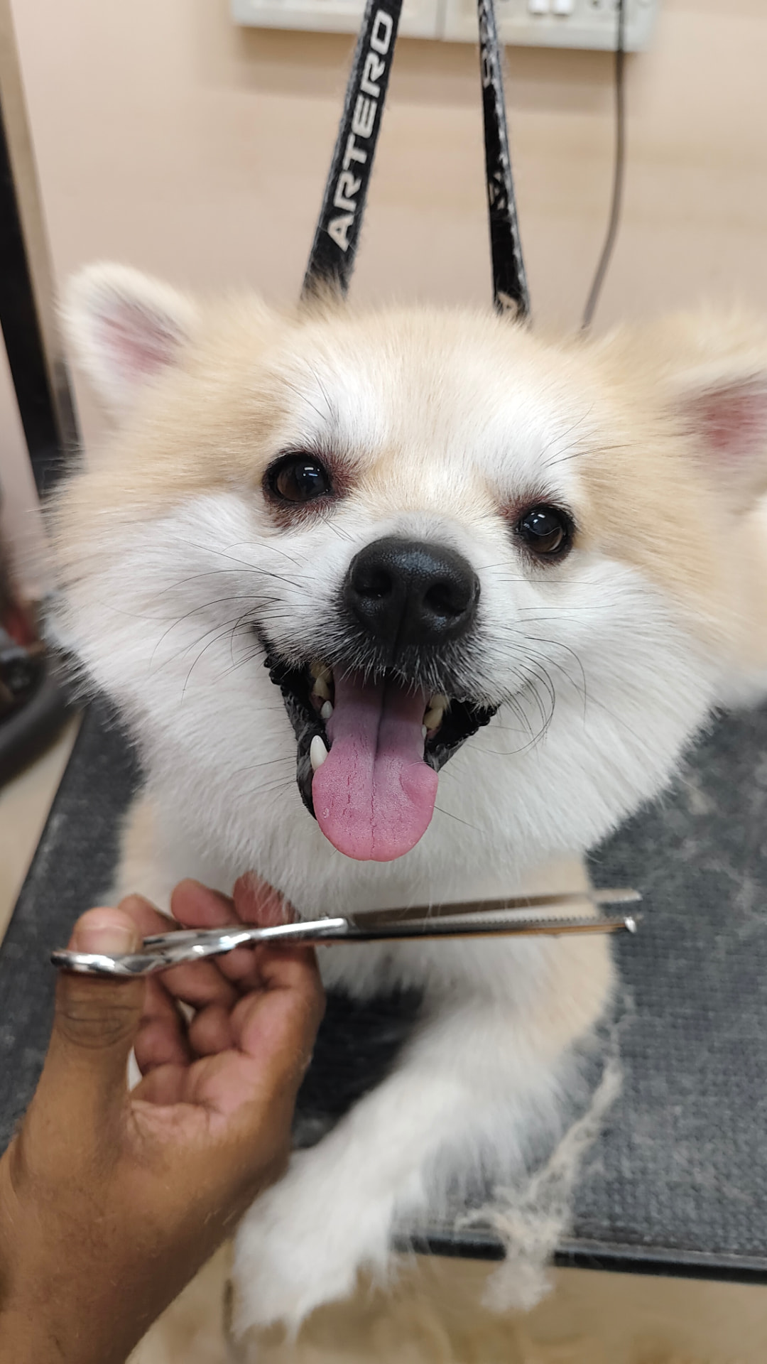 Smiling cream Pomeranian during a grooming session