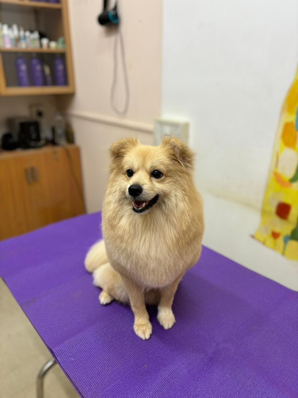 Small tan Pomeranian sitting on a purple grooming table