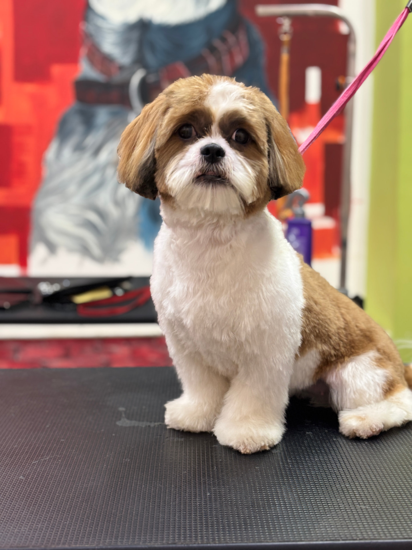 Brown and white Shih Tzu after grooming at Pawshine