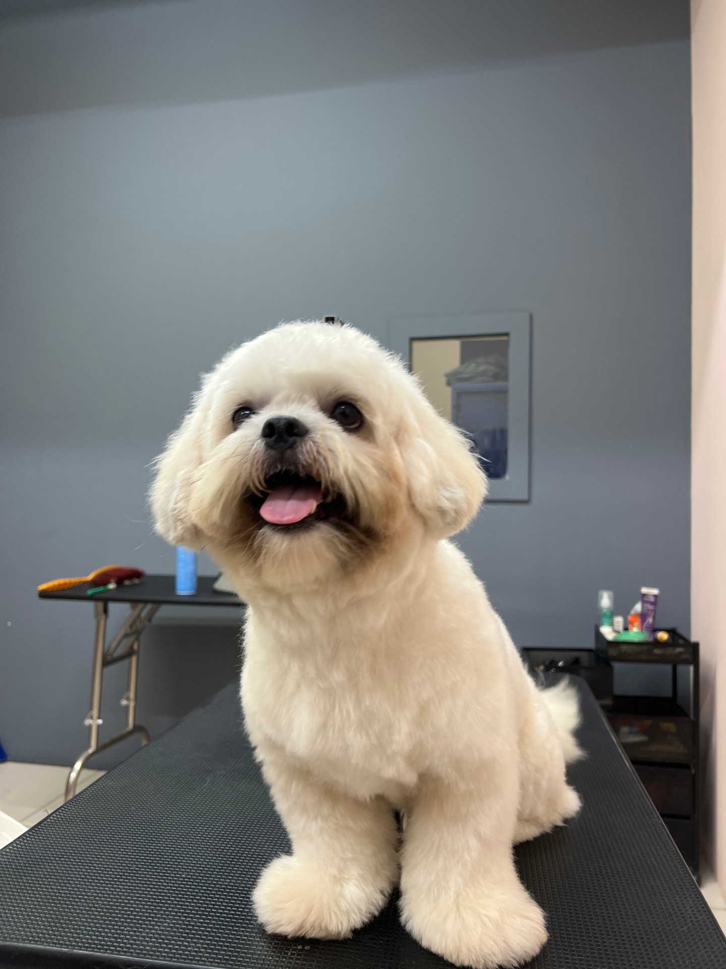 Freshly groomed fluffy white dog sitting on a grooming table