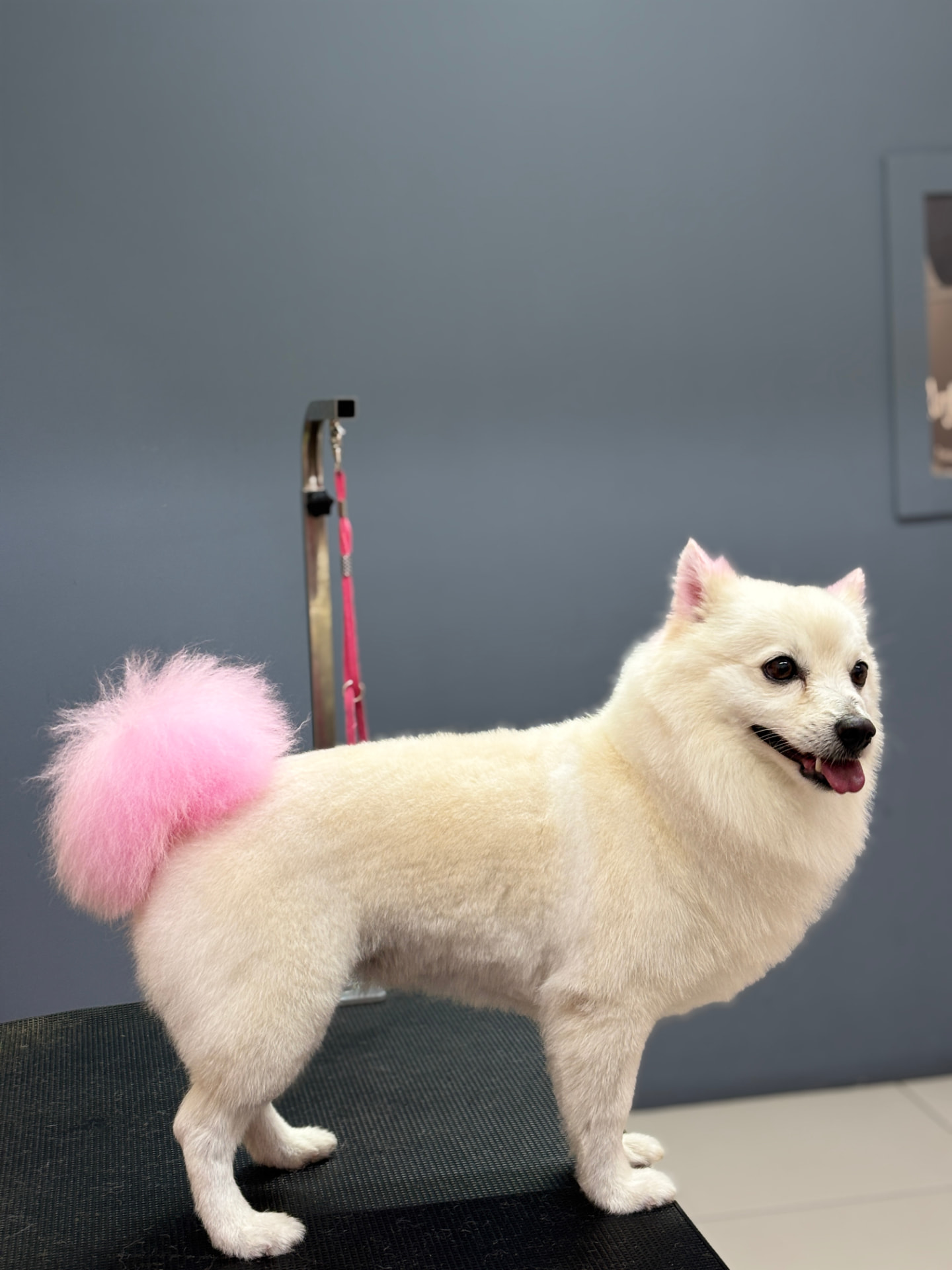 White Pomeranian with a pink tail standing after grooming